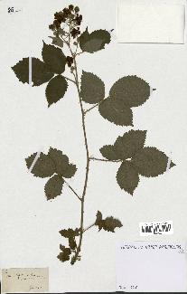 spécimen de Rubus sp.