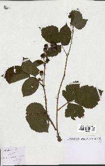 spécimen de Rubus sp.