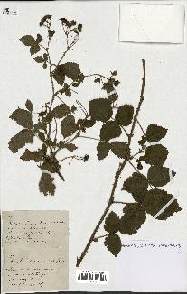 spécimen de Rubus ligerinus