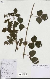 spécimen de Rubus ligerinus