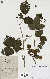 spécimen de Rubus ligerinus