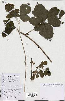 spécimen de Rubus ligerinus