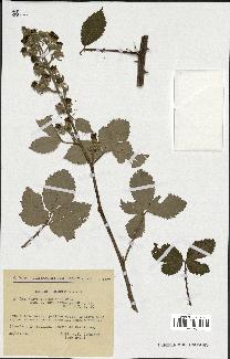 spécimen de Rubus thyrsoideus