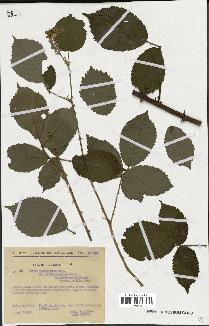 spécimen de Rubus thyrsoideus
