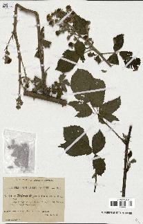 spécimen de Rubus thyrsoideus