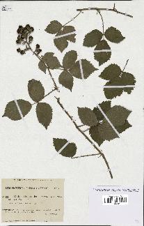 spécimen de Rubus thyrsoideus