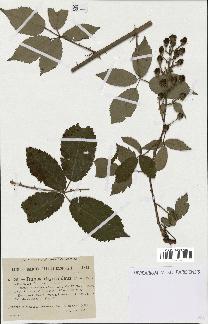 spécimen de Rubus thyrsoideus