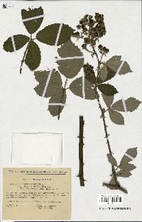 spécimen de Rubus thyrsoideus