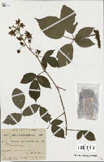 spécimen de Rubus thyrsoideus