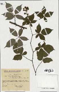 spécimen de Rubus thyrsoideus