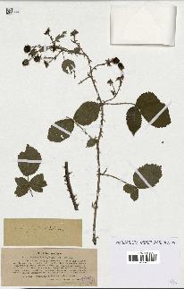 spécimen de Rubus radula