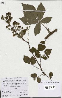 spécimen de Rubus thyrsoideus