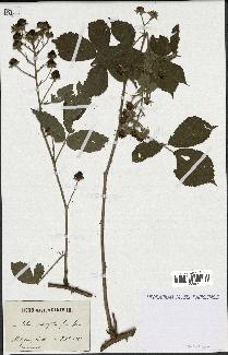 spécimen de Rubus pedatifolius