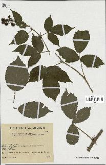 spécimen de Rubus thyrsoideus