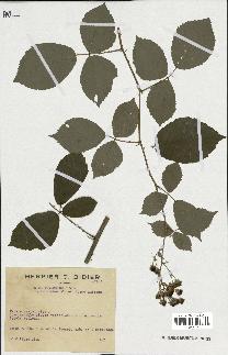 spécimen de Rubus thyrsoideus