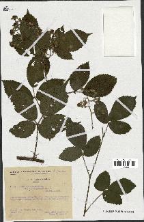 spécimen de Rubus thyrsiflorus