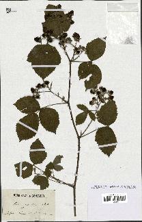 spécimen de Rubus thyrsiflorus