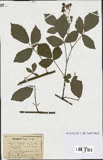 spécimen de Rubus schlechtendalii