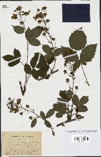 spécimen de Rubus sulcatus