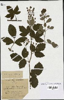 spécimen de Rubus tomentosus