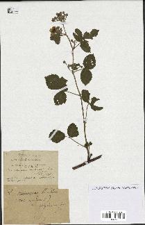 spécimen de Rubus ulmifolius x caesius