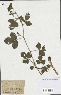 spécimen de Rubus ulmifolius x caesius