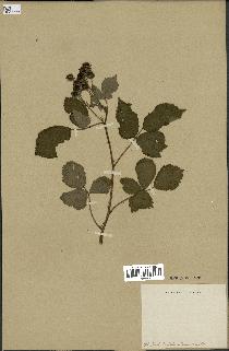 spécimen de Rubus sp.