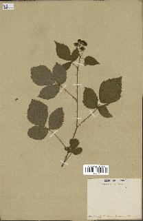 spécimen de Rubus sp.