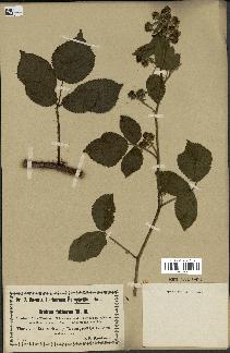 spécimen de Rubus foliosus