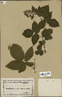 spécimen de Rubus foliosus