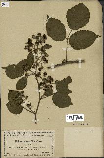 spécimen de Rubus foliosus