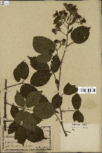 spécimen de Rubus foliosus