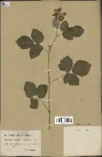 spécimen de Rubus caesius x tomentosus