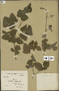 spécimen de Rubus caesius x tomentosus