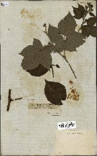 spécimen de Rubus affinis