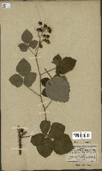 spécimen de Rubus callianthus