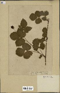 spécimen de Rubus corylifolius