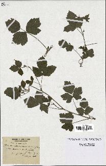 spécimen de Rubus ligerinus