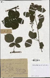 spécimen de Rubus imitabilis