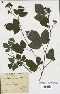 spécimen de Rubus caesius x vestitus