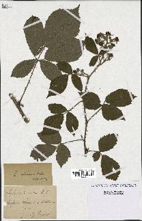 spécimen de Rubus obscurus