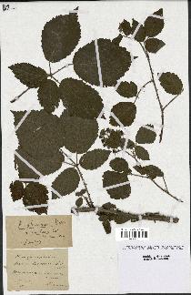 spécimen de Rubus obscurus