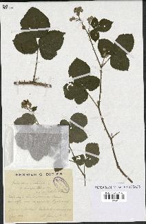 spécimen de Rubus caesius x ulmifolius