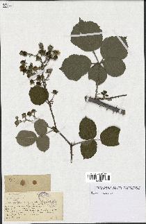 spécimen de Rubus ulmifolius x caesius