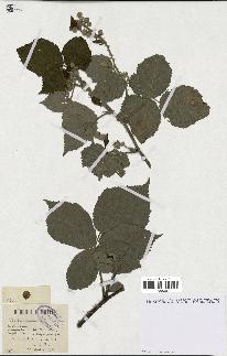 spécimen de Rubus caesius