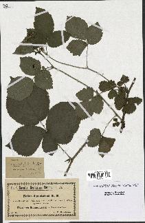 spécimen de Rubus imitabilis