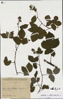 spécimen de Rubus macropetalus