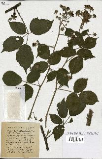 spécimen de Rubus dasycaulon