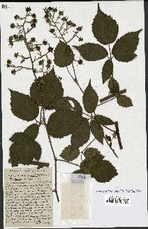 spécimen de Rubus coronatus