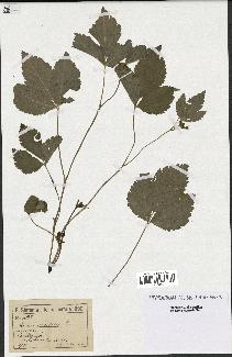 spécimen de Rubus saxatilis